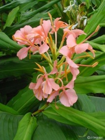 Hedychium 'Elizabeth'