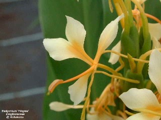 Hedychium 'Filigree'