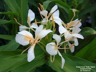 Hedychium 'Gold Flame'