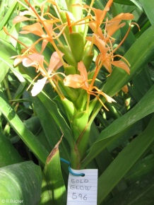 Hedychium 'Golden Glow'