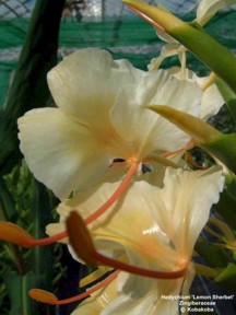 Hedychium 'Lemon Sherbet'