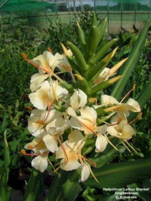 Hedychium 'Lemon Sherbet'