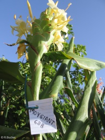 Hedychium 'Moy Giant'