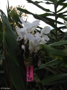 Hedychium 'Multiflora White'