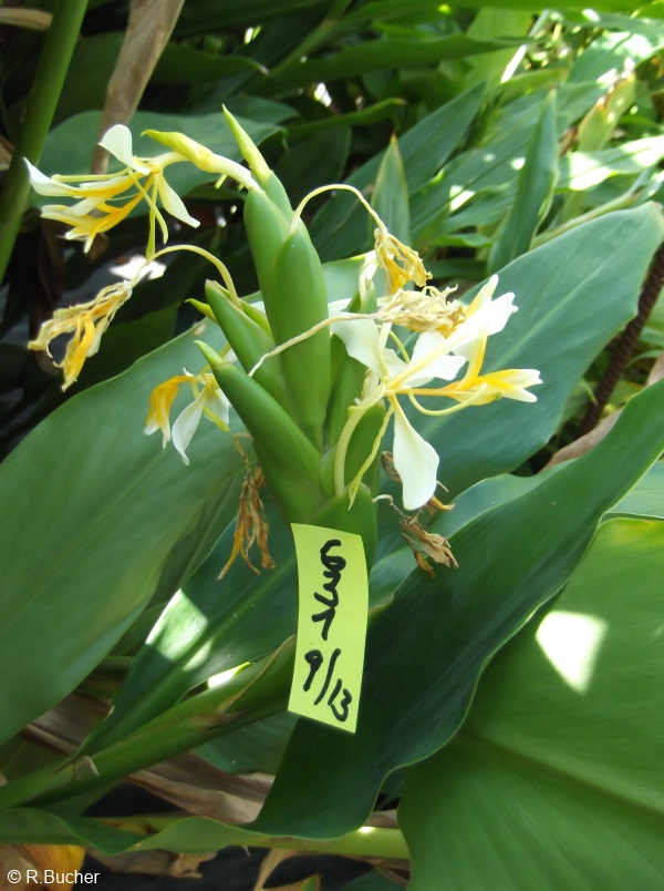 Exotische Nutz und Zierpflanzen Hedychium 'Mutant'