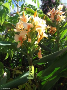 Hedychium 'Nikasha Cho'