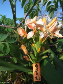 Hedychium 'Nikasha Cho'