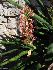 Hedychium angustifolium 'Peach'