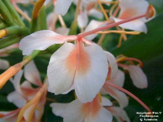 Hedychium 'Pink V'