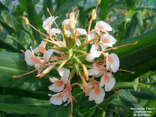 Hedychium 'Pink V'