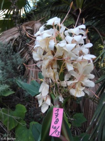 Hedychium 'Pradhani'