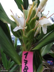 Hedychium 'Pradhani'