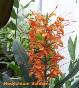 Hedychium 'Salmon'