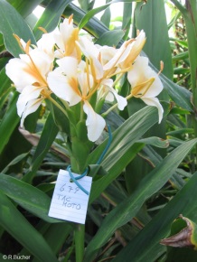 Hedychium 'Tac Moto'