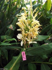 Hedychium 'Tai Alpha'