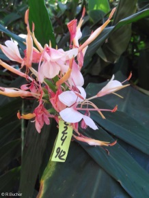 Hedychium 'Tai Conch Pink'
