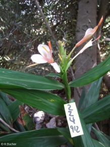 Hedychium 'Tai Conch Pink'