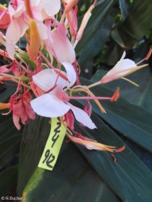 Hedychium 'Tai Conch Pink'