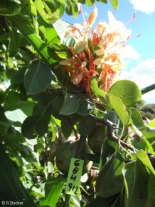 Hedychium 'Tai Empress'