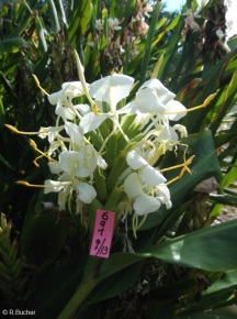 Hedychium 'Tai Savannah'