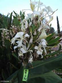 Hedychium 'Tai Savannah'