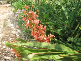 Hedychium 'Tangerine'