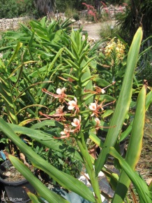 Hedychium 'Telstar 4'