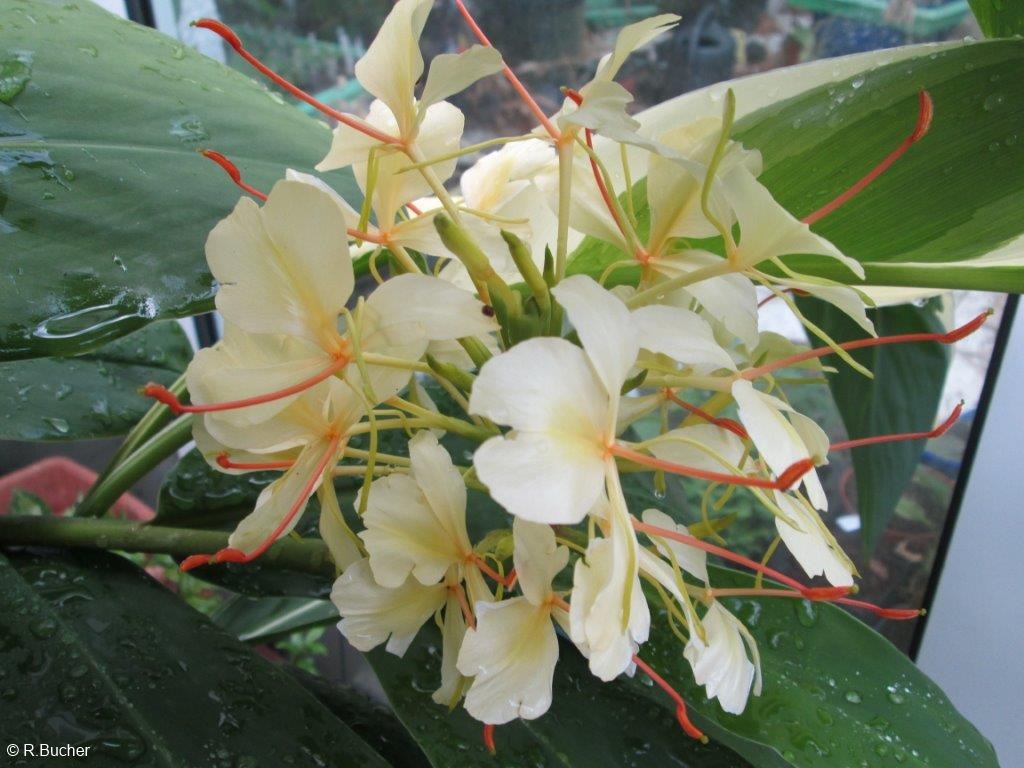 Exotische Nutz und Zierpflanzen Hedychium 'White Starburst'