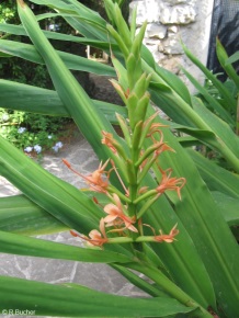 Hedychium carneum