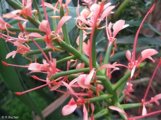 Hedychium coccineum 'pink'