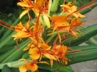 Hedychium coccineum 'Tara' 