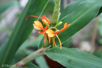 Hedychium coccineum 'Tara' 