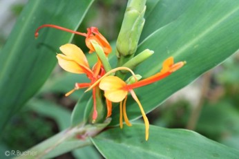 Hedychium coccineum 'Tara' 