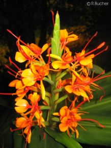 Hedychium coccineum 'Tara' 