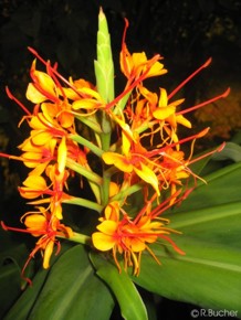 Hedychium coccineum 'Tara' 