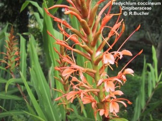 Hedychium coccineum