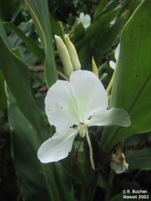 Hedychium coronarium