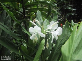 Hedychium coronarium