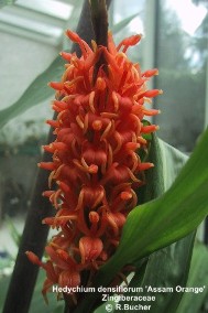 Hedychium densiflorum 'Assam Orange'