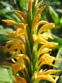 Hedychium densiflorum 'Kalimpong Yellow'