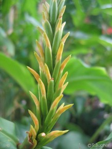 Hedychium densiflorum 'Kalimpong Yellow'