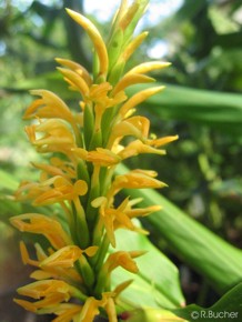 Hedychium densiflorum 'Kalimpong Yellow'