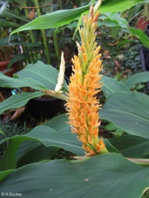 Hedychium densiflorum 'Kalimpong Gold'