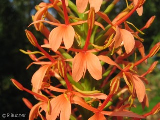 Hedychium densiflorum 'Sorung'