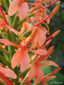 Hedychium densiflorum 'Sorung'