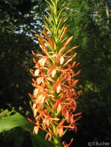 Hedychium densiflorum 'Sorung'