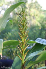 Hedychium densiflorum 'Stephen'