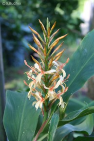 Hedychium densiflorum 'Stephen'