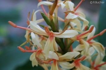 Hedychium densiflorum 'Stephen'