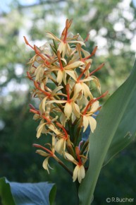 Hedychium densiflorum 'Stephen'